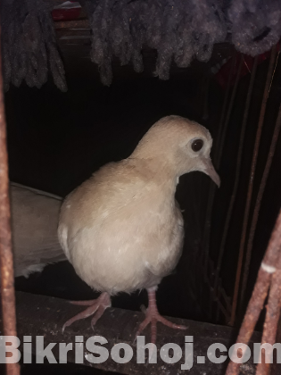 ফ্রেশ অস্ট্রেলিয়ান ঘুঘু পাখির বাচ্চা বিক্রি হবে